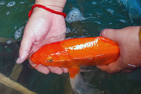 Absolventin aus Can Tho kehrt in ihre Heimatstadt zurück, um Koi-Fische zu züchten und verdient damit jedes Jahr ein Vermögen