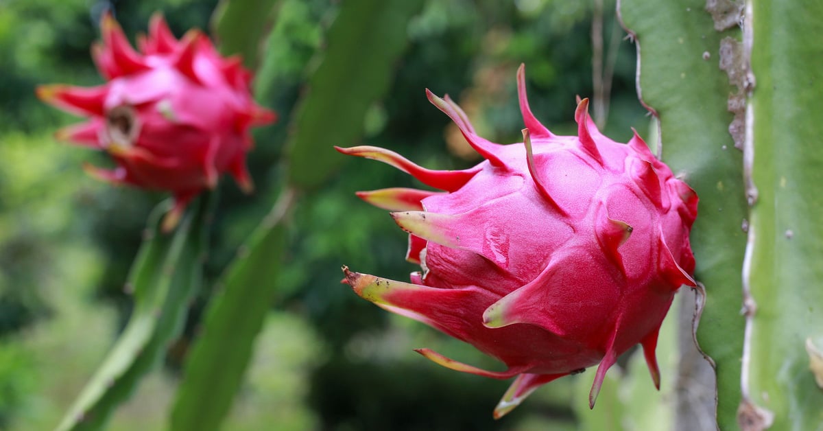 Dragon fruit warned by EU for pesticide residue exceeding threshold