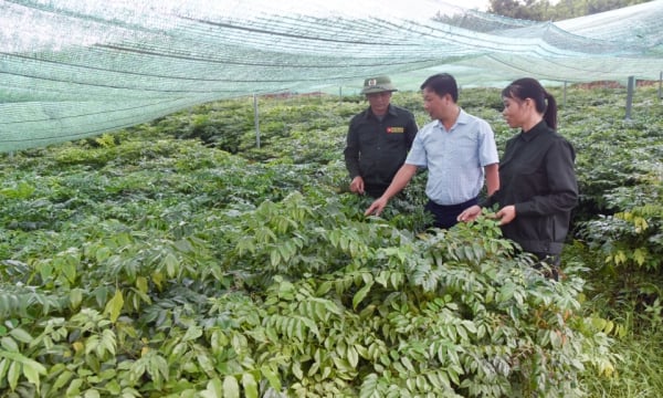 Ensuring supply of forestry seeds