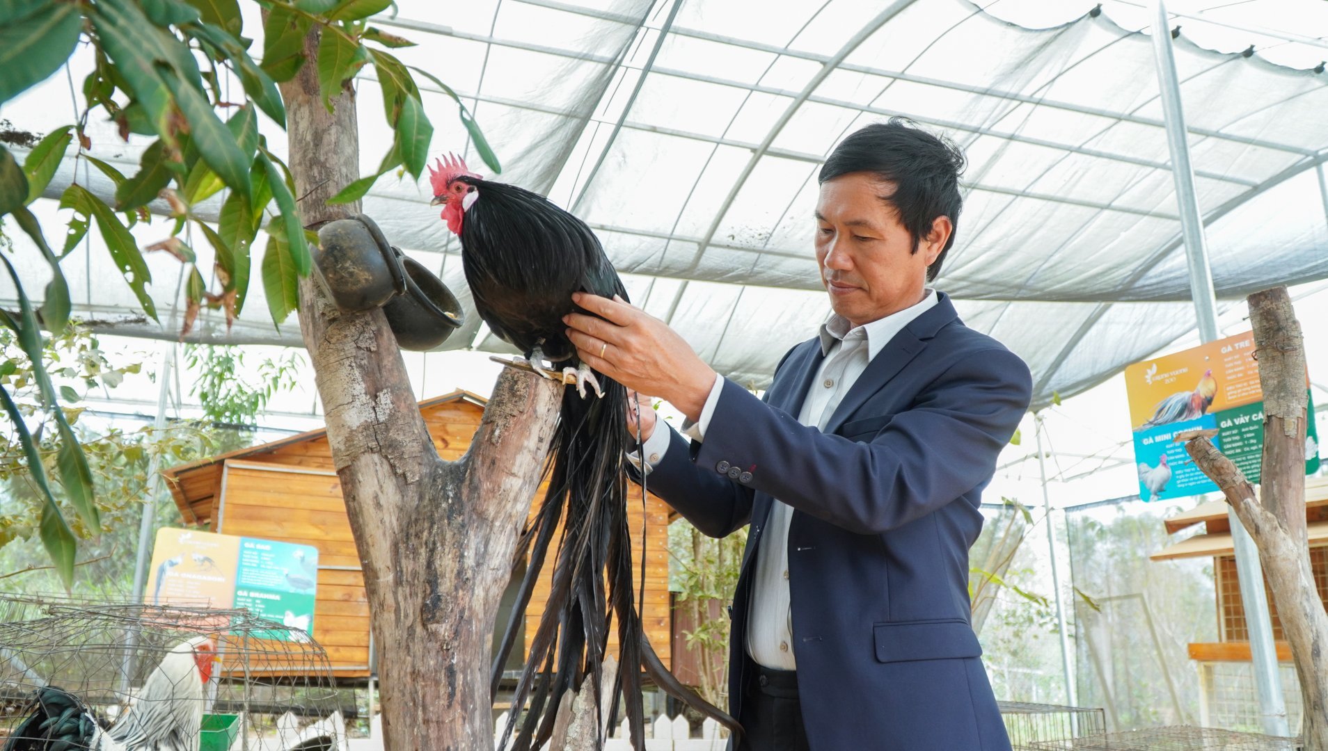 La cría de gallinas ornamentales es mucho trabajo.