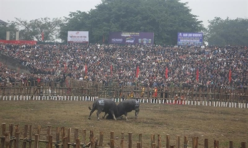 Abschlusszeremonie des Hai Luu Buffalo Fighting Festival 2025