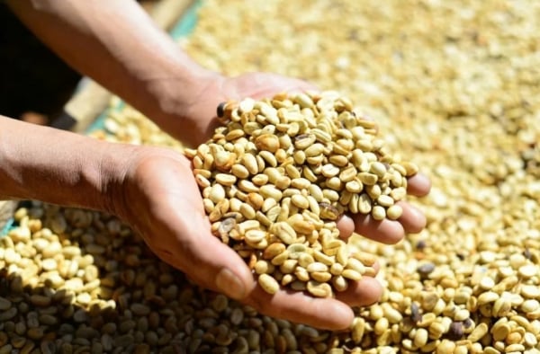 Coffee exports in 2025 are forecast to surpass historical peaks