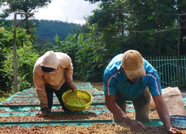 Dự báo giá cà phê ngày mai 16/2/2025 ổn định trở lại