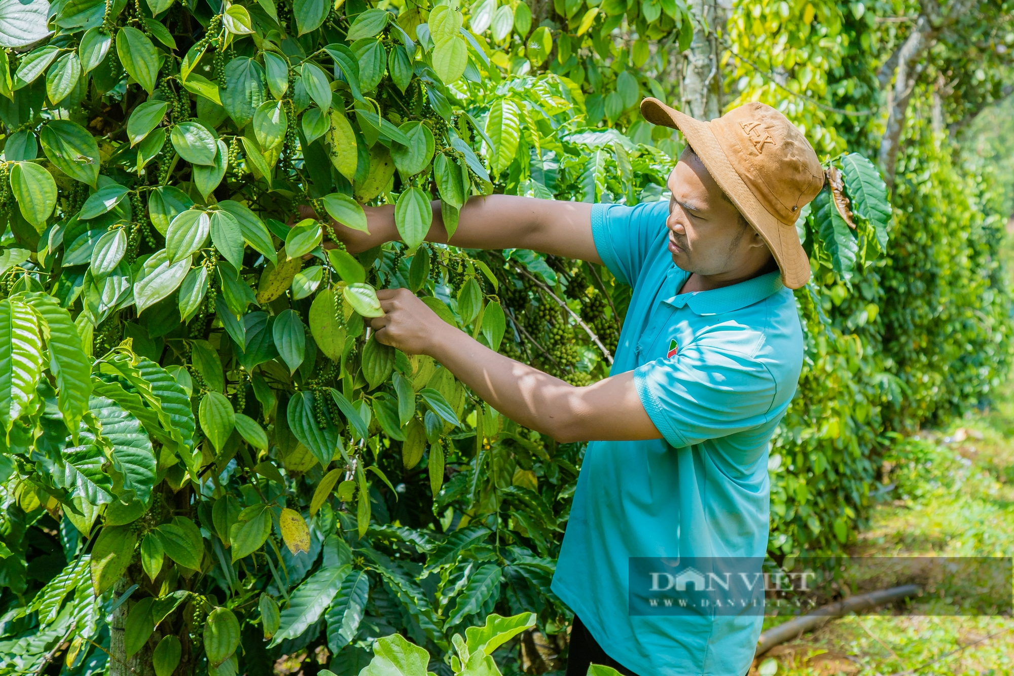 Kinh tế Đắk Nông khởi sắc, đời sống người dân nâng cao nhờ phát triển nông nghiệp và bảo tồn văn hóa - Ảnh 5.