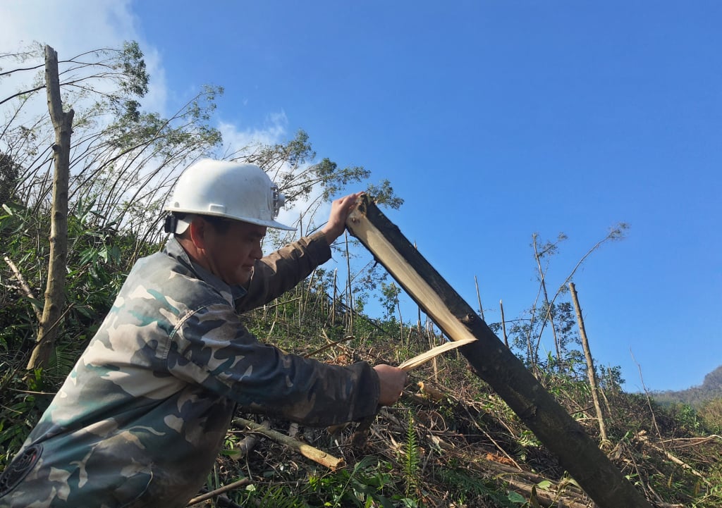 M. Chieu A Sam a défriché d'urgence la forêt qui s'est effondrée après la tempête n° 3 Yagy pour planter des forêts à temps pour la première saison de plantation forestière de 2025.