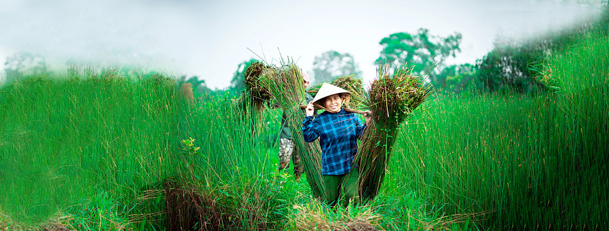 Cỏ bàng hóa thân rực rỡ - Ảnh 1.