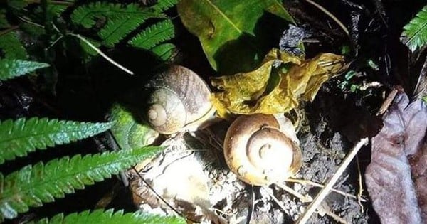 Les escargots de roche, une spécialité et un médicament précieux de la forêt de Pu Luong, Thanh Hoa, plus la pluie est forte, plus ils rampent dehors.