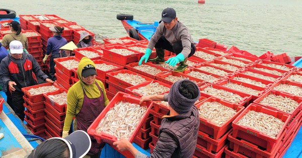 After only one day at sea, a Nghe An ship brought back 26 tons of anchovies, a protein-rich specialty. How can you make them delicious?