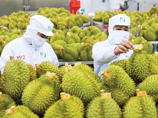 Taiwan extends inspection of durian imported from Vietnam