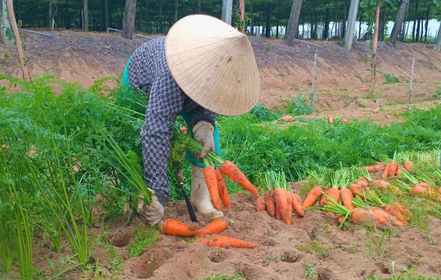 Hai loại củ, quả là cây trồng chủ lực của xã này ở Nghệ An, vì sao giá đang 