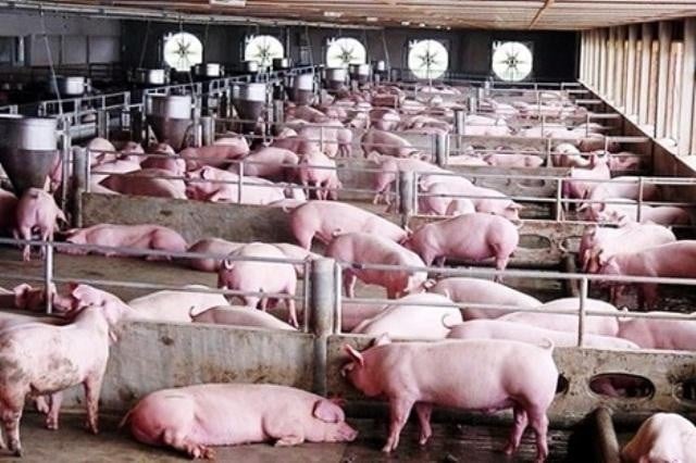 Pourquoi les prix du porc montent en flèche avant et après le Nouvel An lunaire ?