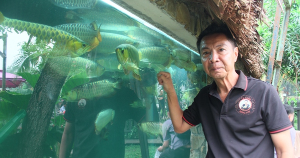 The Saigon tycoon is a noble fish farmer who opened a tourist attraction. Big and small customers are coming to see.