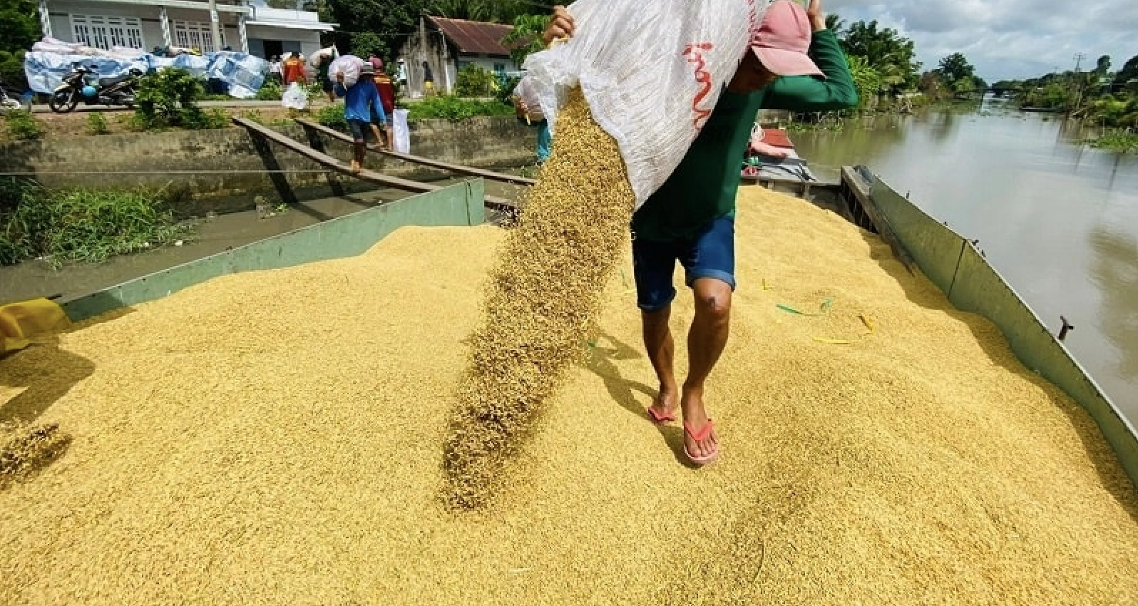 Prices break through the bottom, Ministry of Agriculture calculates to export 15 million tons of 'golden grain'