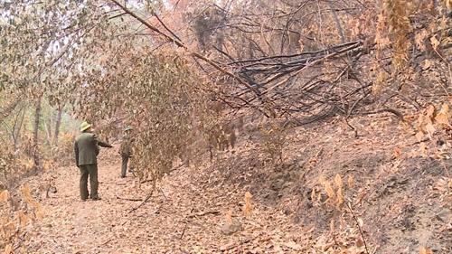 Tam Dao National Park promptly responds to forest fires