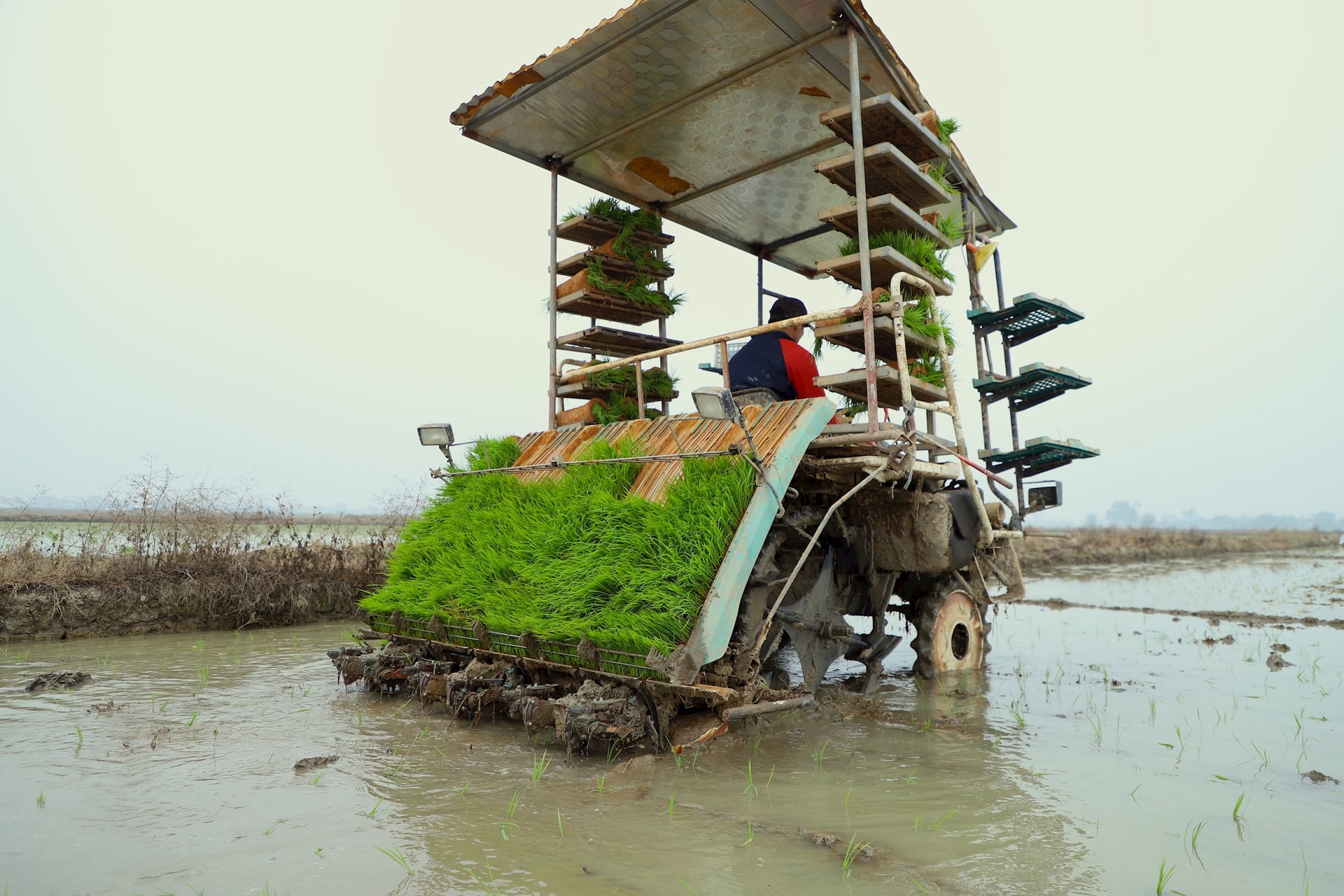 Huyện Ninh Giang gieo cấy nhanh nhất tỉnh Hải Dương