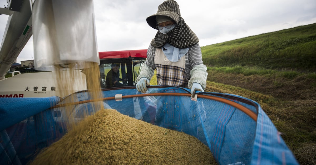 Japón libera 200.000 toneladas de arroz para evitar que suban los precios