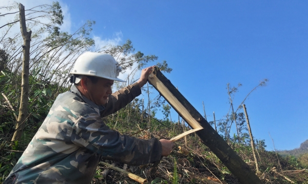 Tarde A Sam y la determinación de quedarse en la tierra y cubrir el bosque de verde.