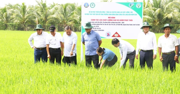 Trồng lúa giảm phát thải ở Trà Vinh, nông dân khỏe hơn, thu nhập tốt hơn, nhà nào trồng là trúng