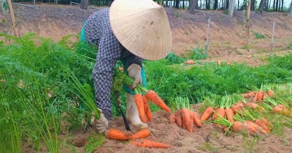 Su su, cà rốt ăn tốt cho sức khỏe, trồng la liệt ở Nghệ An, sao giá đang rơi tự do nhìn phát ngán?