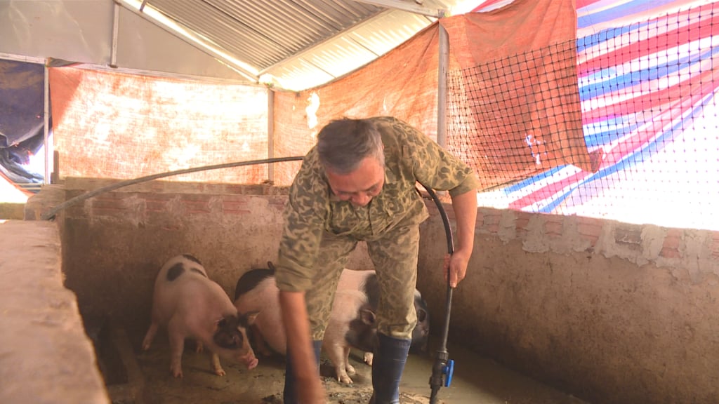 Mr. Ban's family is also the first ethnic minority household in the commune to receive the district's pig farming model.