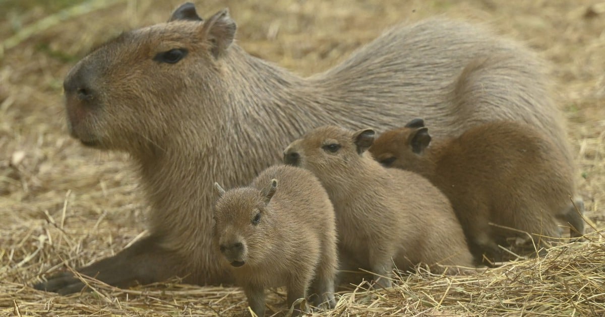 Polémique autour de la décision de stériliser un capybara