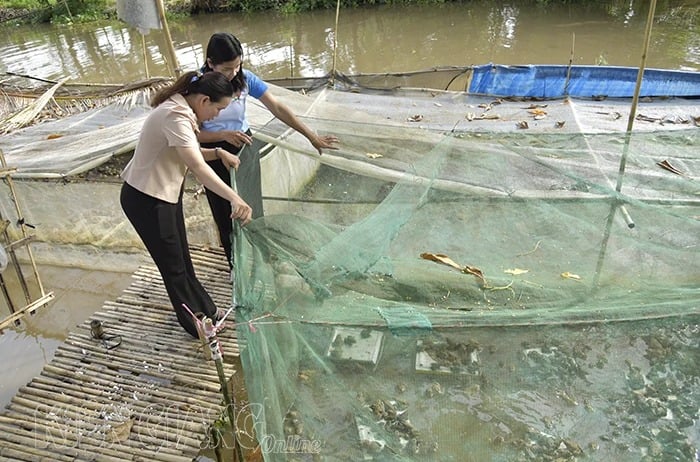 Cũng là ếch thôi, vì sao ở Kiên Giang giá ếch thịt giảm xuống mà giá ếch giống lại tăng lên? - Ảnh 1.