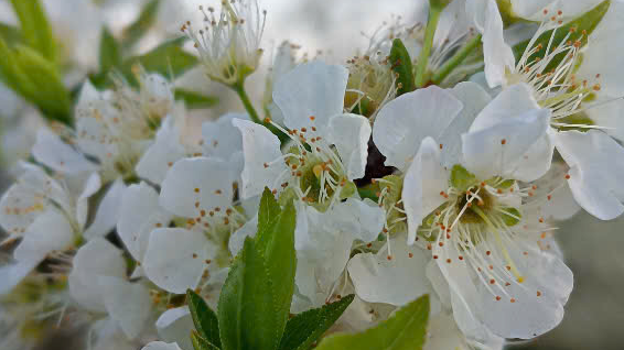 梅の花熱でモクチャウは混雑、収益は爆発的に増加