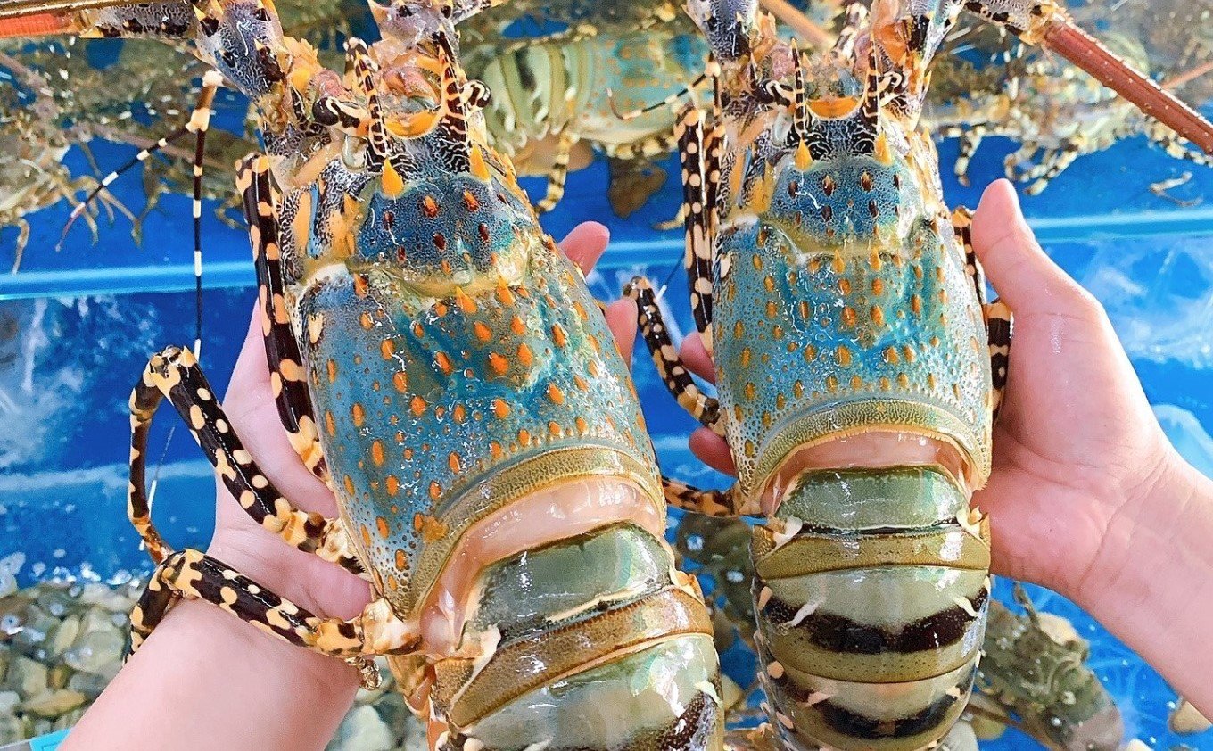 China spends money to buy Vietnamese lobsters, becomes the most VIP customer, surpassing the US