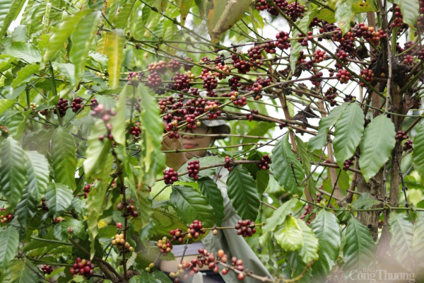 Los precios del café hoy 16 de febrero de 2025 siguen cayendo fuertemente