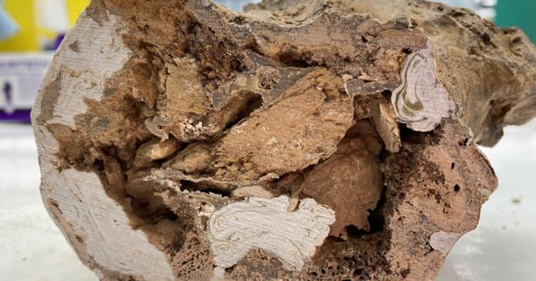 Un monstruo de 66 millones de años 'sacude la paleontología'