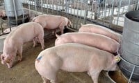 ¿Por qué los precios de la carne de cerdo alcanzaron repentinamente máximos históricos?