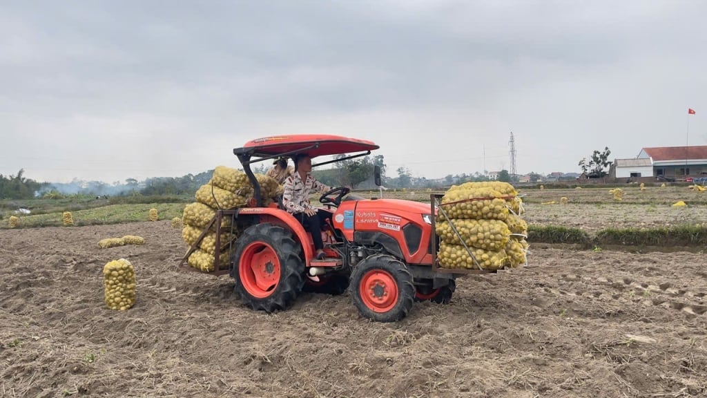 កសិករ​នៅ​ភូមិ Na Bac ឃុំ Dong Hai ស្រុក Tien Yen ប្រមូលផ្តុំ​គ្រឿងយន្ត​ដើម្បី​ច្រូតកាត់​ដំឡូង​អាត្លង់ទិក។