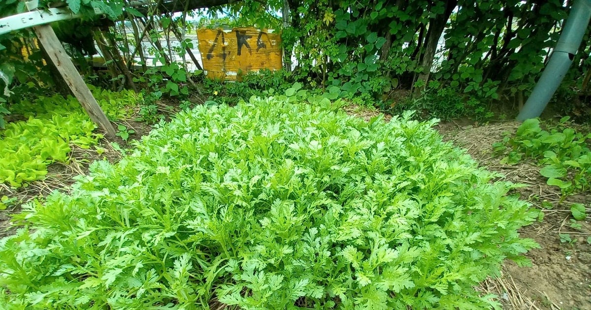 Green leaves of spring