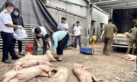 Controlar y evitar que la carne de cerdo sucia entre al mercado durante el Tet