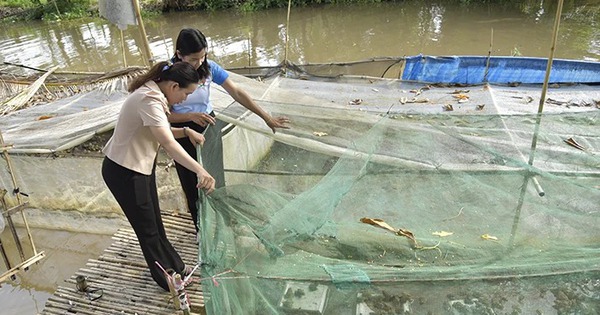 Cũng là ếch thôi, vì sao ở Kiên Giang giá ếch thịt đang rẻ đi mà giá ếch giống lại đang đắt lên?