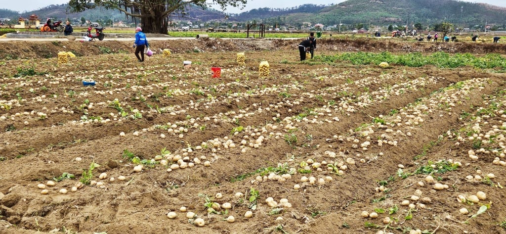 Récolte de pommes de terre dans le champ de Mam Te, village de Bac Ma, quartier de Binh Duong, ville de Dong Trieu.