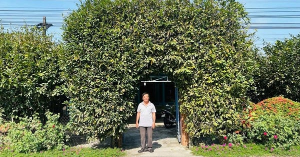 An An Giang farmer painstakingly planted an ancient yellow apricot tree as a gate for his house, leaving the whole village in awe.