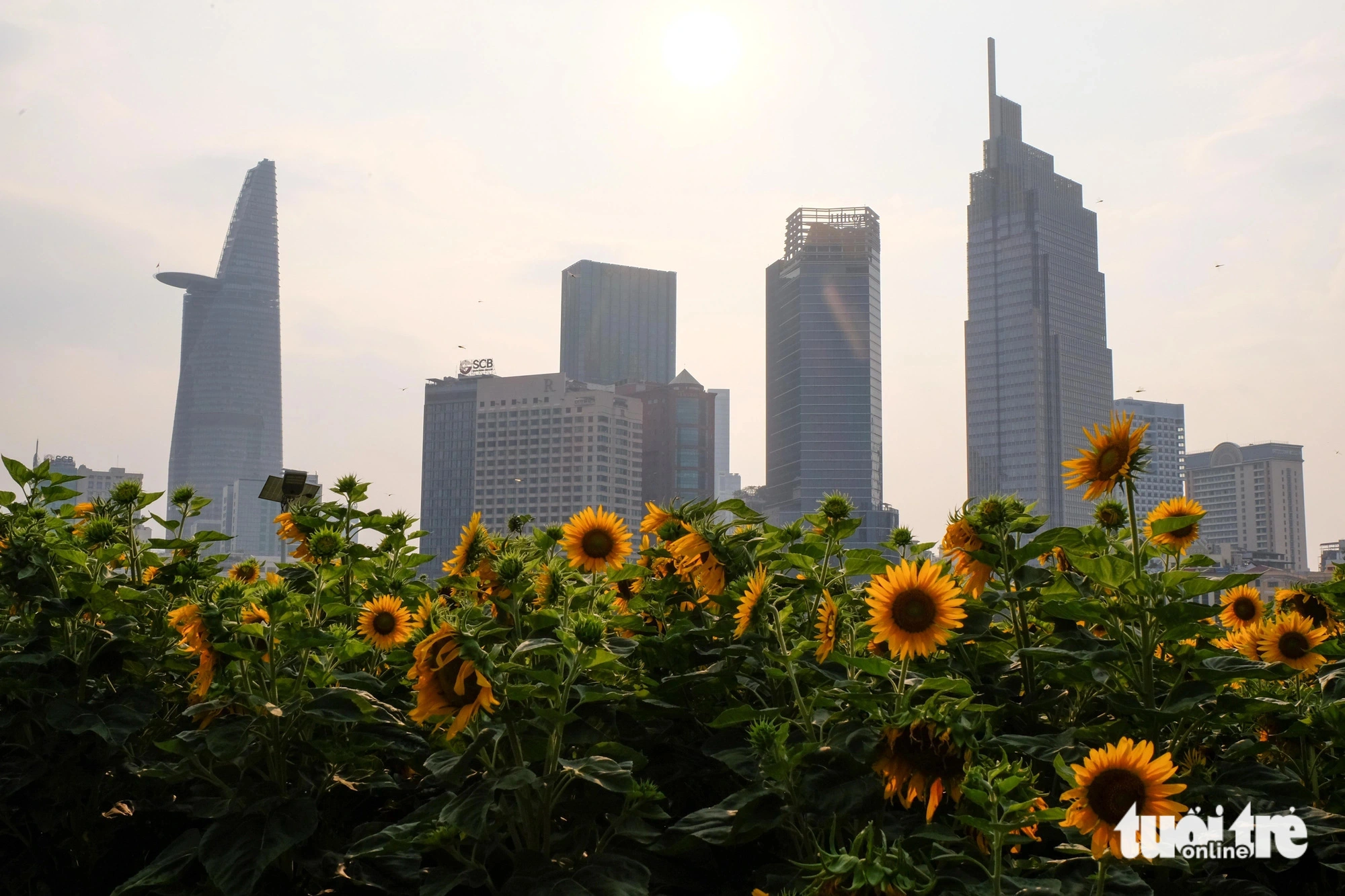 Sonnenblumen blühen leuchtend gelb an den Ufern des Saigon-Flusses