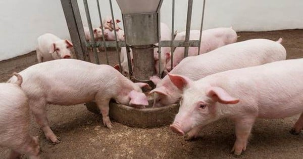 Pig prices are rising rapidly, will livestock stocks benefit?