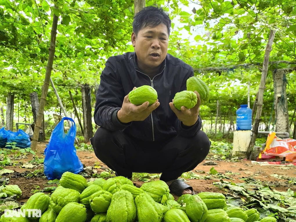 Su su rớt giá thê thảm, nông dân vứt đầy ruộng - 2