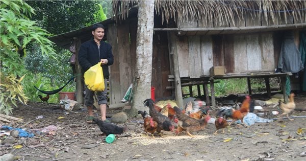 Quang Nam breaks through poverty reduction through value chain linkage projects