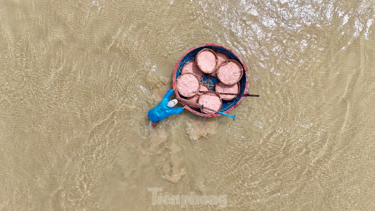 Les pêcheurs de Quang Ngai ont une récolte abondante de crevettes de mer, « gagnant bien » des millions de dongs chaque jour. Photo 31