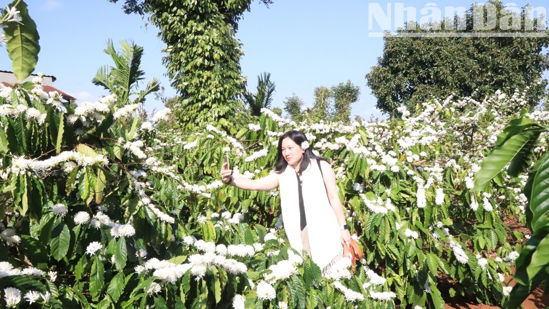 【写真】中央高地のコーヒーの花の香りと色に酔いしれる（写真16）