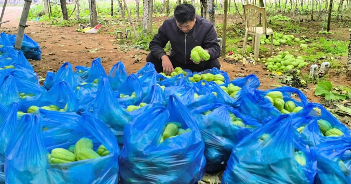 Su su rớt giá thê thảm, nông dân vứt đầy ruộng