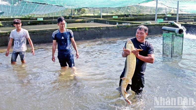 La « capitale » des poissons d'eau froide de Lam Dong est en difficulté car la source d'eau du ruisseau s'épuise progressivement, photo 4