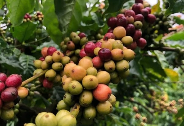 Les prix du café Robusta atteignent un nouveau sommet, dépassant les 5 800 dollars la tonne