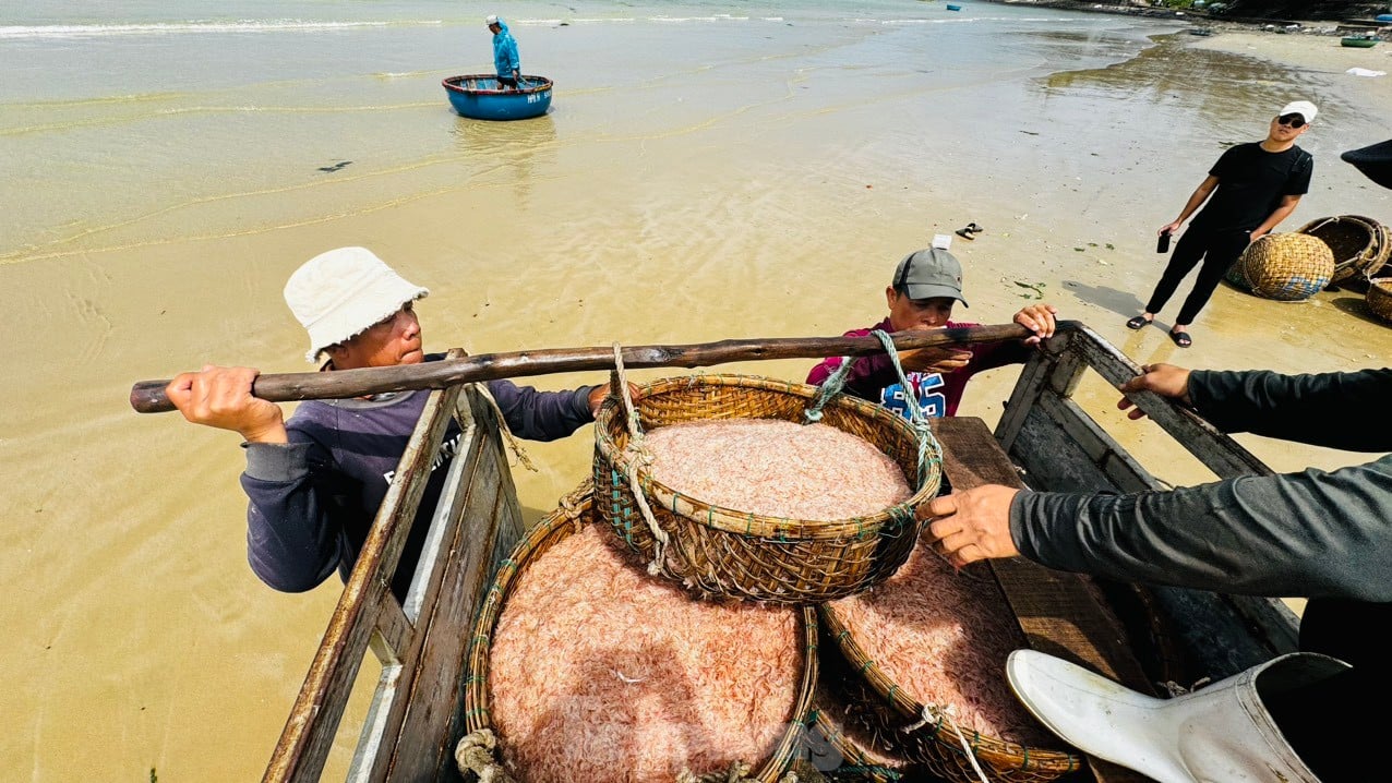 Les pêcheurs de Quang Ngai ont une récolte abondante de crevettes de mer, gagnant des millions de dongs chaque jour