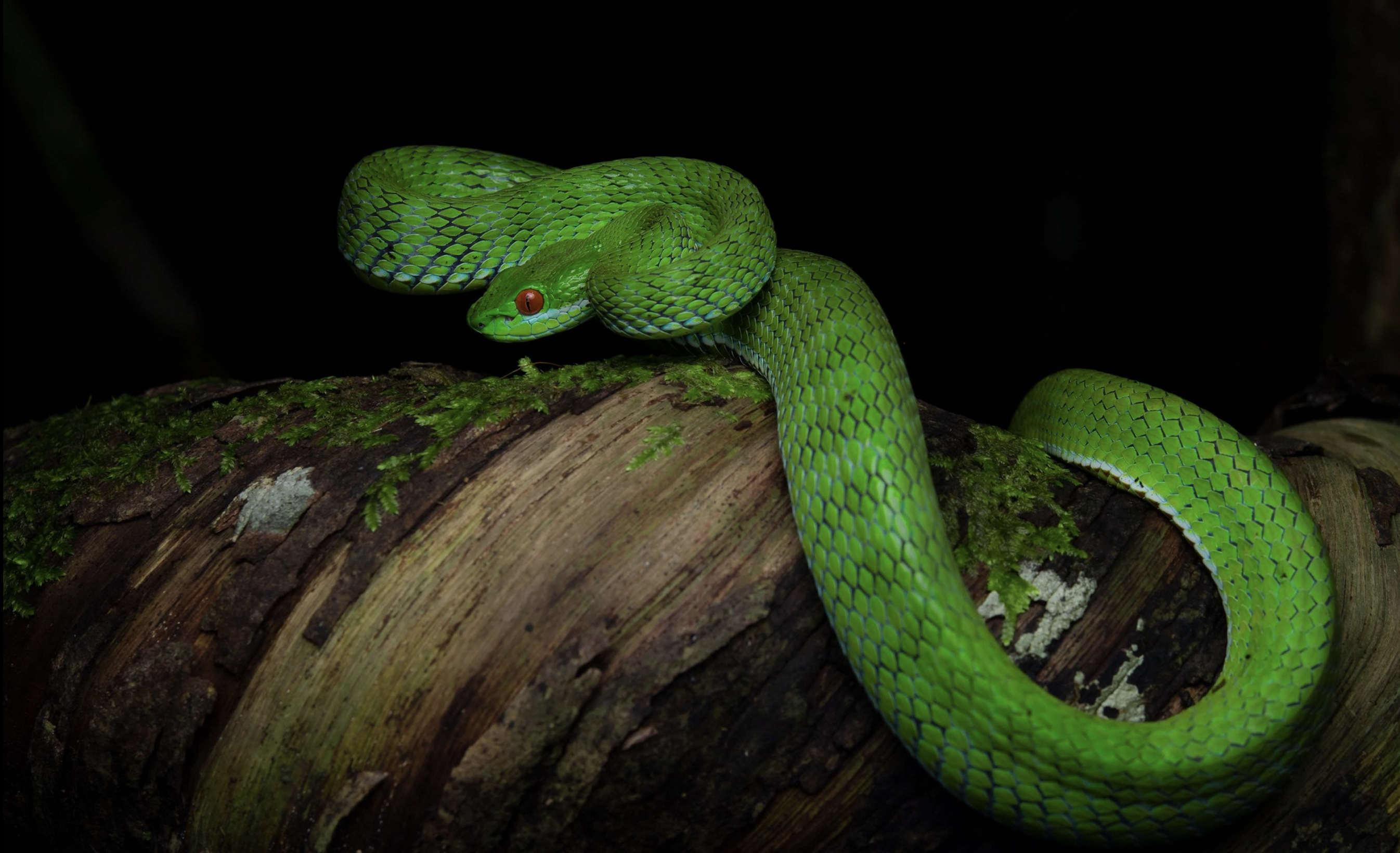 Wildlife in Cat Tien National Park