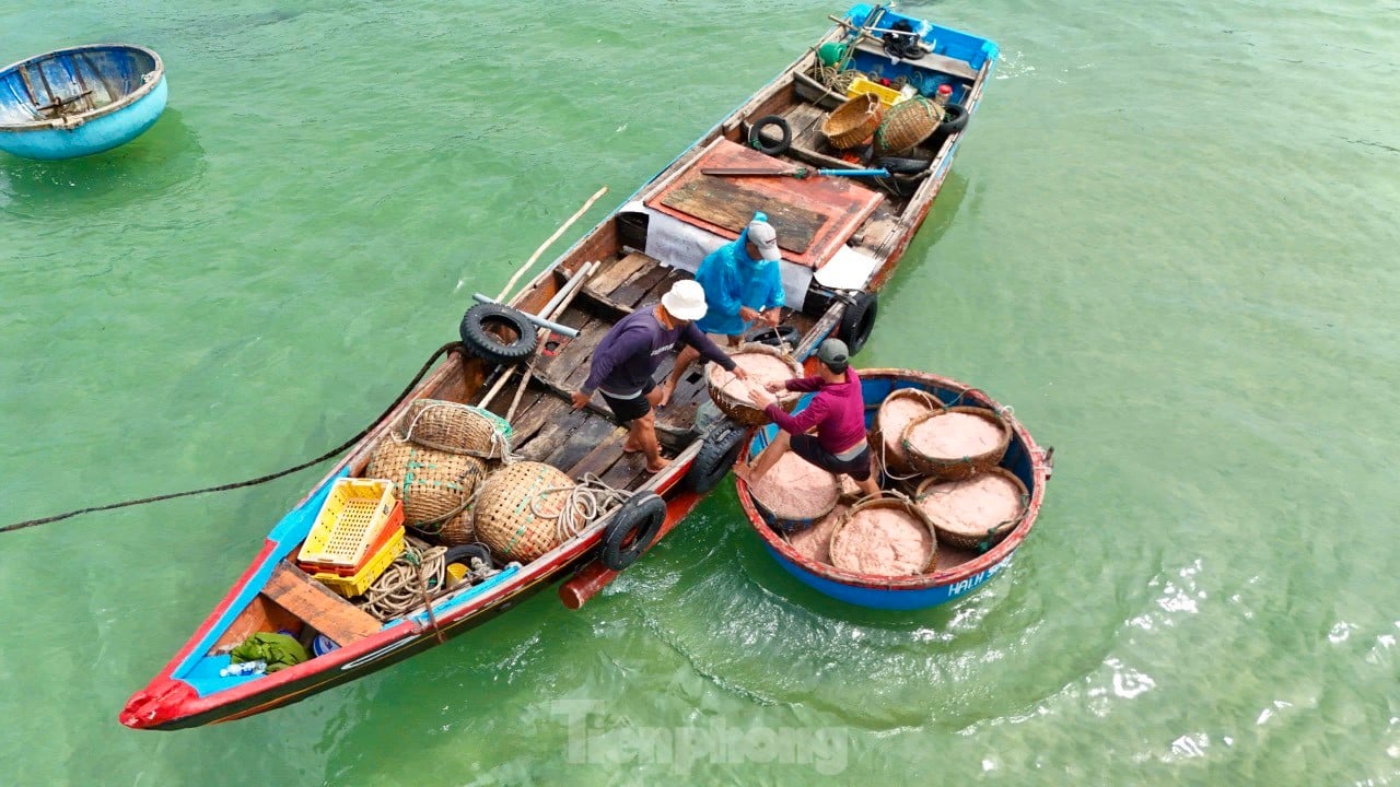 Les pêcheurs de Quang Ngai ont une récolte abondante de crevettes de mer, « gagnant bien » des millions de dongs chaque jour. Photo 12