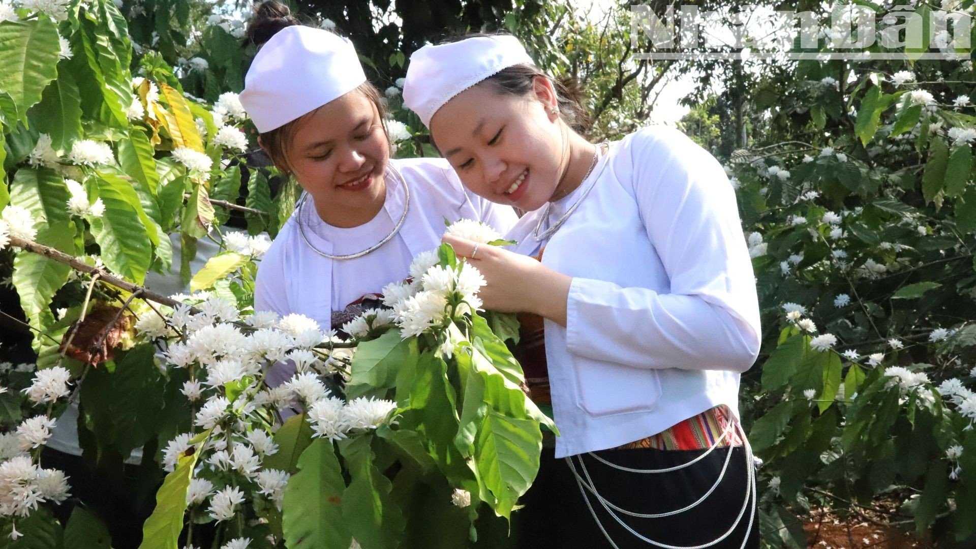 【写真】中央高地のコーヒーの花の香りと色に酔いしれる（写真12）